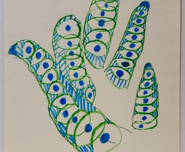 Mollyne Karnofsky, Selection of drawings